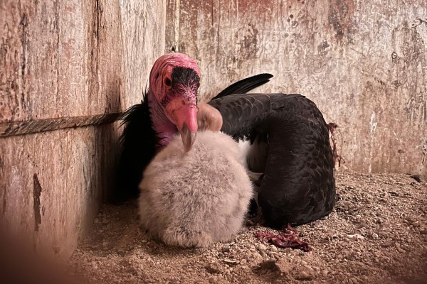 A down-covered nestling condor #1221 cuddled up to her foster father