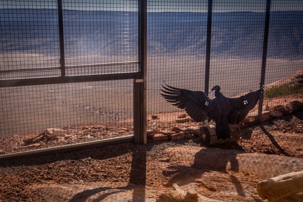 Condor #1221 with her wings spread sunning herself in our release pen overlooking a distant House Rock Valley