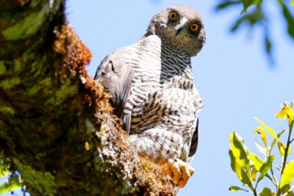 A Henst's Goshawk perched on a tree branch and looking down at the camera.
