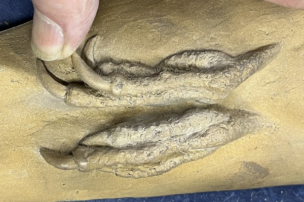 A bronze sculpture of the two feet of the Peregrine Falcon from the Inspiration Wall.
