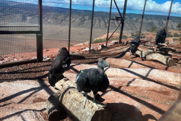 Four immature California Condors waiting for the release pen doors to open.