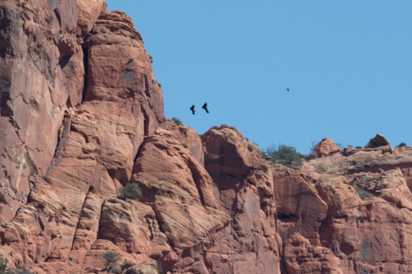 Two condors and a Common Raven flying over the Vermilion Cliffs.