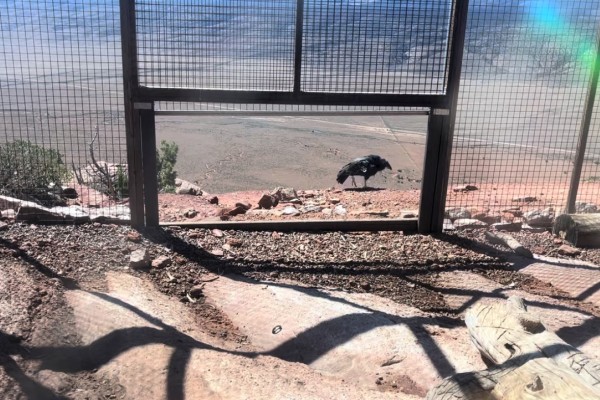 Condor #1258 walks along the cliff edge outside of the open release pen.