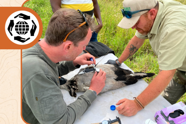Senior Scientist Ralph Buij and collaborators banding a Secretarybird.