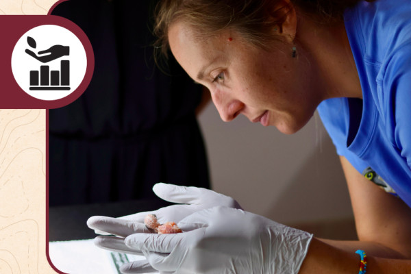 Puerto Rico Program Director Hana Weaver holding a newly-hatched Puerto Rican Sharp-shinned Hawk in our Puerto Rico propagation facility.