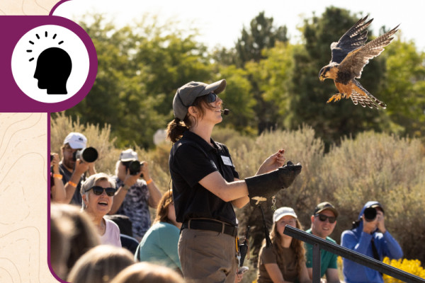 Avian ambassador Aplomado Falcon Rosa lands on the glove of Raptor Specialist Rachel Daniel during our annual Fall Flights show as a rapt audience looks on.
