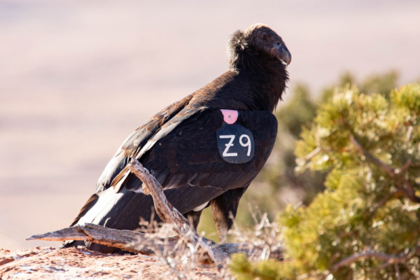 Condor 1009 perched on a rock ledge.