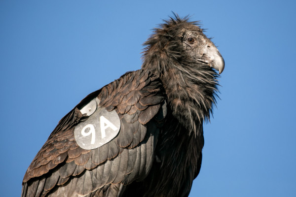 A closeup of Condor 1073.