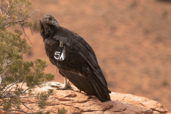Condor 1084 perched on a rock outcropping.