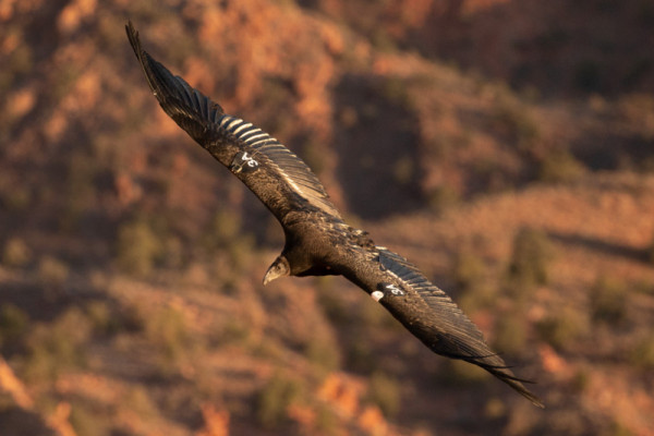 Condor 1113 in flight.