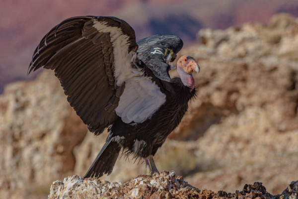 Condor 114 perched on a rock with his wings raised.