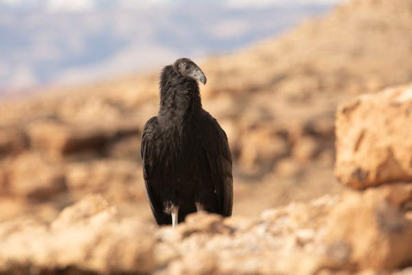 Condor 1176 perched on rocky ground.