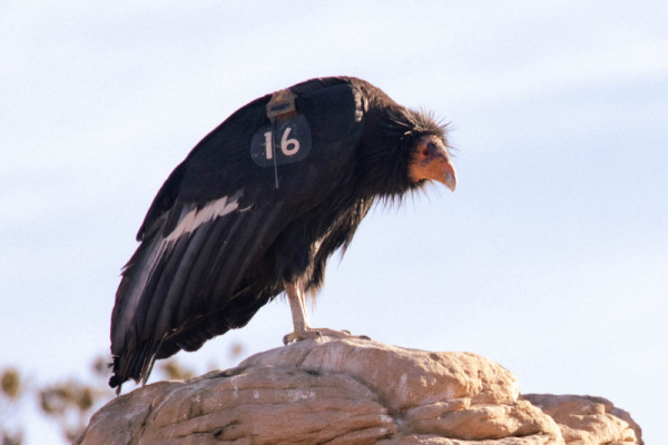 Condor 316 perched on a rock outcropping.