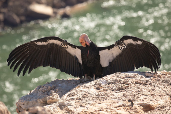 Condor 388 sunning on a rock ledge with a river visible in the background far below.