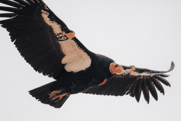 Condor 389 in flight.