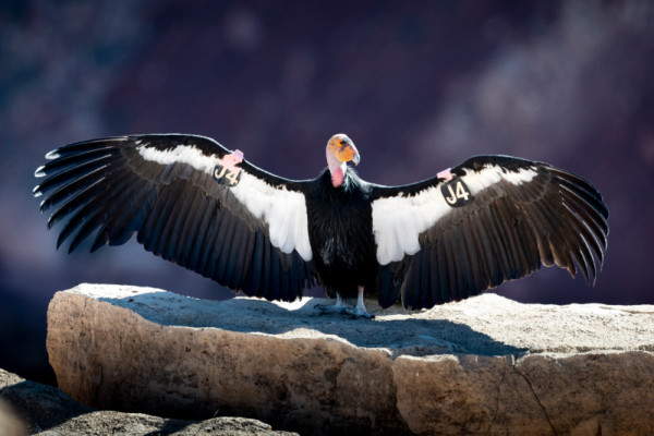 Condor 541 sunning on a rock ledge.