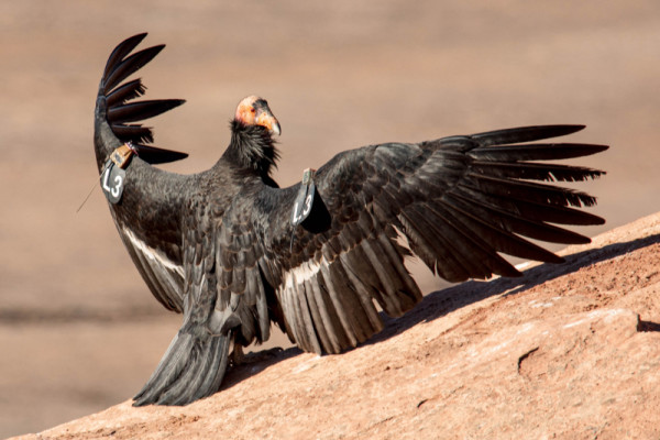 Condor 593 sunning on a rock ledge.