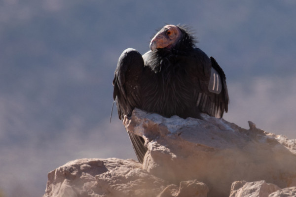 Condor 611 laying down on a rock.