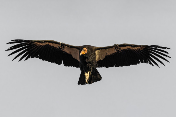 Condor 691 in flight.