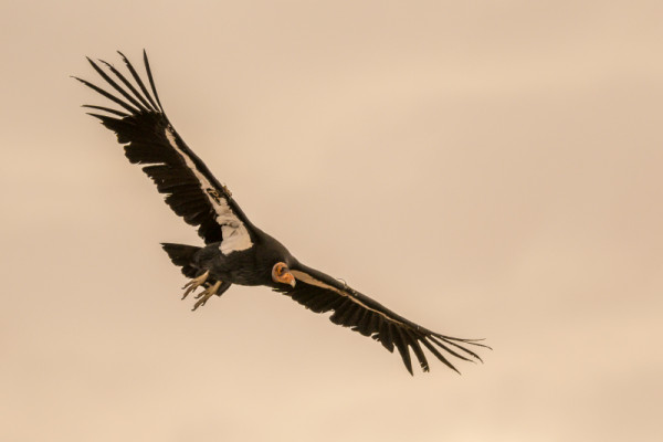 Condor 735 in flight.