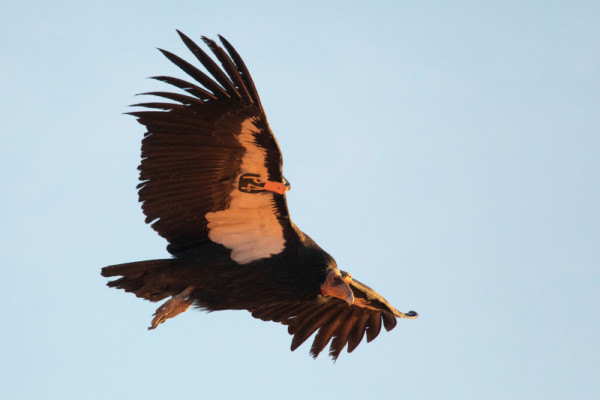 Condor 743 in flight.