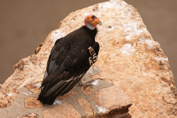 Condor 775 perched on a rock.