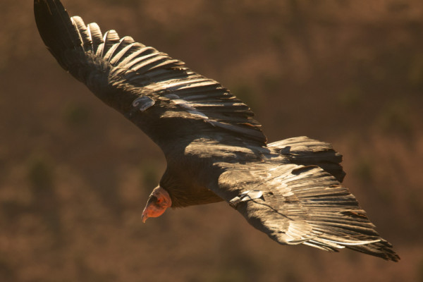 Condor 802 in flight.