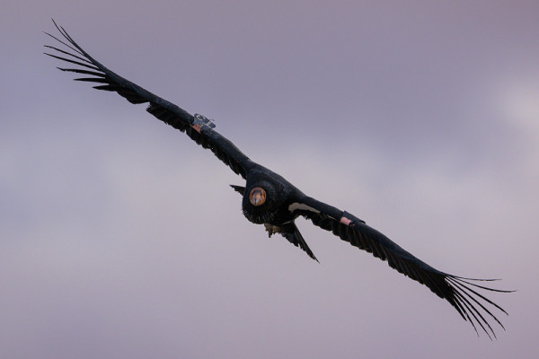 Condor 833 in flight in front of an overcast sky.