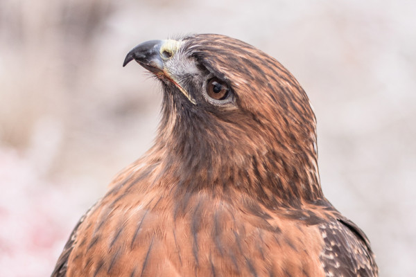 A closeup of the face of our avian ambassador Red-tailed Hawk Finn.
