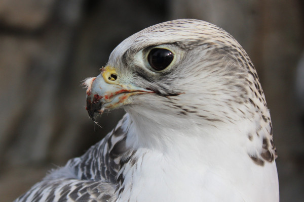 A closeup of the face of our avian ambassador Gyrfalcon, Freyja.
