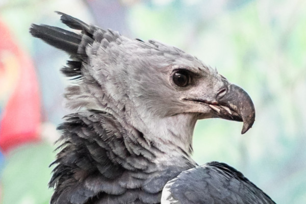 A closeup of the head of our avian ambassador Harpy Eagle, Grayson.