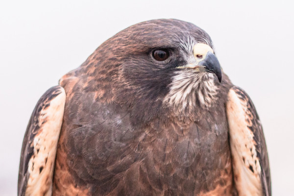 A closeup of our avian ambassador Swainson's Hawk, Griffin.
