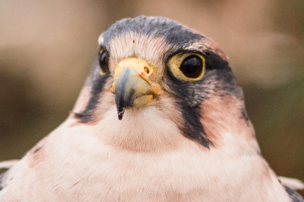 A closeup of the face of our avian ambassador Lanner Falcon, Makeda.