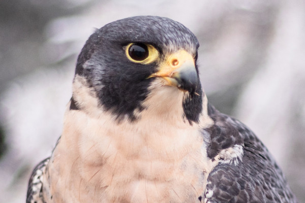A closeup of our avian ambassador Peregrine Falcon Murphy.