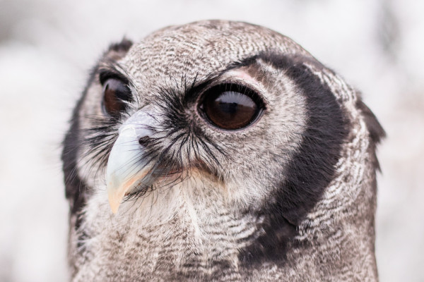 A closeup of the face of our avian ambassador Verreaux's Eagle-owl, Oliver.