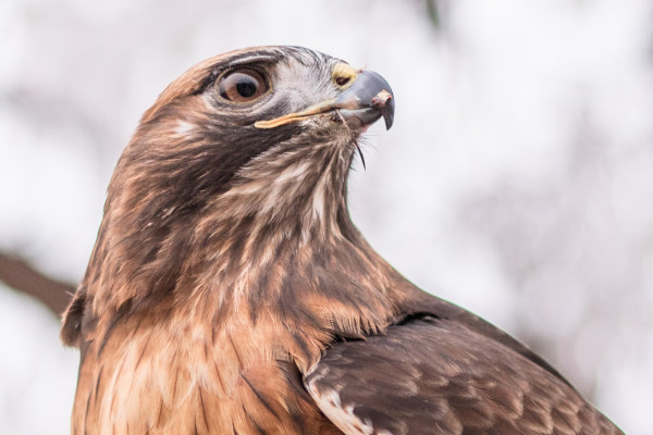 A closeup of the face of our avian ambassador Red-tailed Hawk Phoenix.