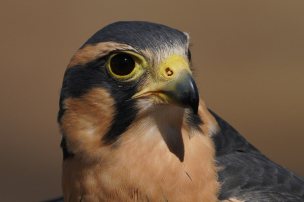 A closeup of the head of our avian ambassador Northern Aplomado Falcon, Rosa.