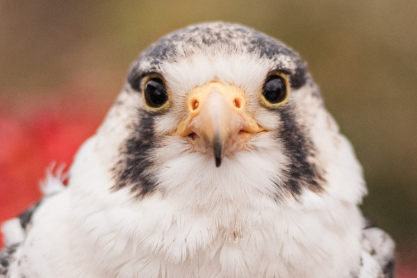 A closeup of our avian ambassador Peregrine Falcon Schmidt.