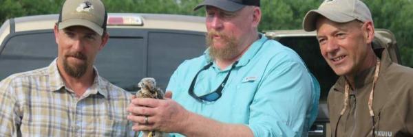 Aplomado Falcon release