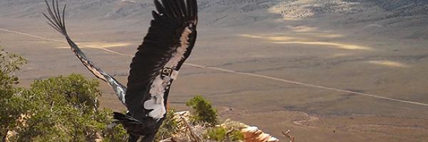 California Condor takes its first flight near Grand Canyon