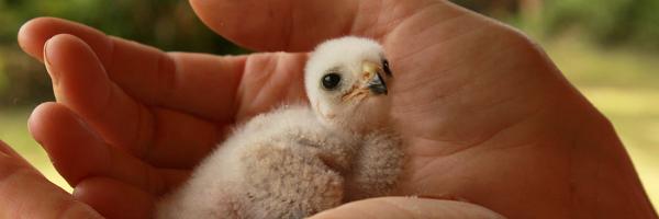 Puerto Rican Sharp-shinned Hawk nestling cupped in biologist's hand