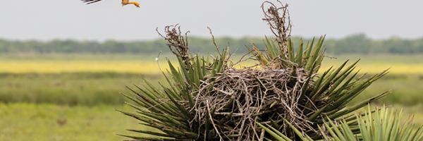 Aplomado Falcon lands in a wild nest in a yucca