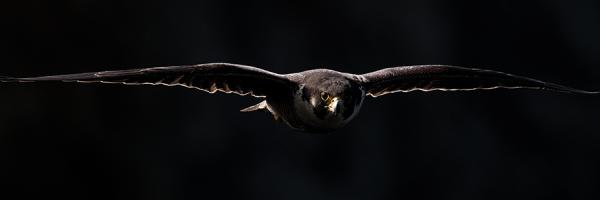 peregrine falcon flying out of the dark