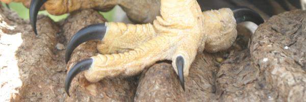 Harpy Eagle talons