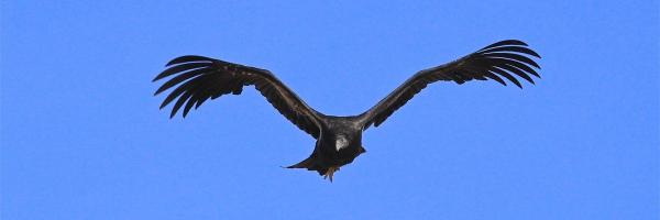 An adult California Condor flies towards the camera against a blue sky background