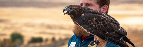 Phoenix the Red-tailed Hawk sits on trainer, Curtis's glove