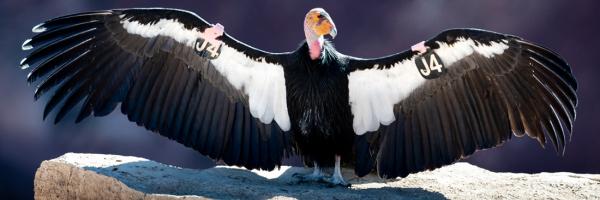 California Condor standing with wings spread