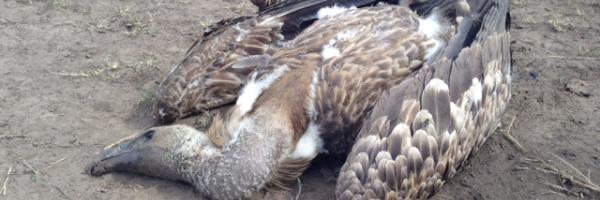 A Critically Endangered White-backed Vulture is dead on the ground after a poisoning incident