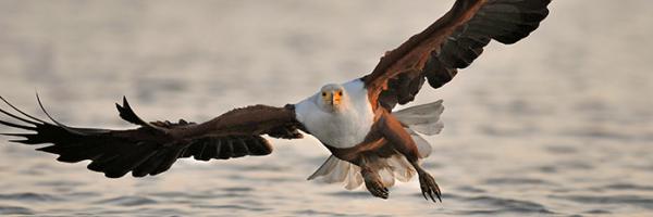 African Fish Eagle flies low over water