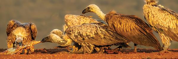 African White-backed Vultures feeding